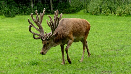 Animals nature wild animal