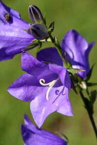 Purple flower flower plant