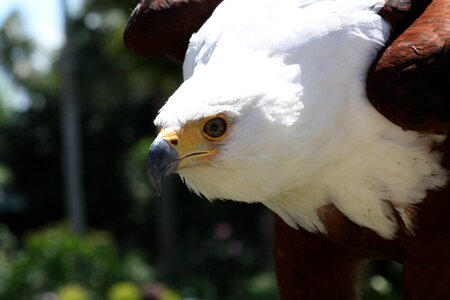 Raptor avian animal