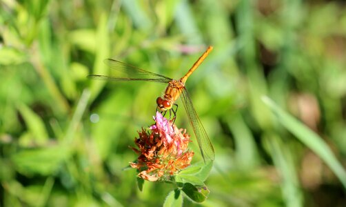 Insect nature macro
