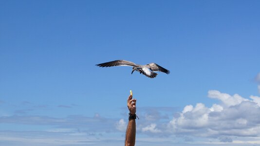 Seagulls bonaventure colombia photo