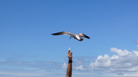 Seagulls bonaventure colombia