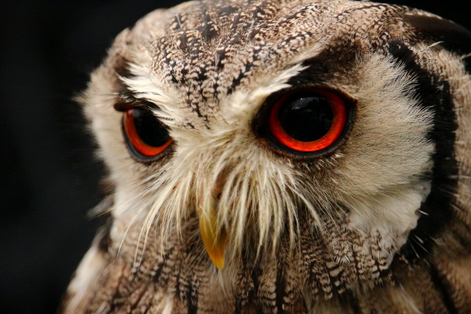Raptor bird of prey wild bird