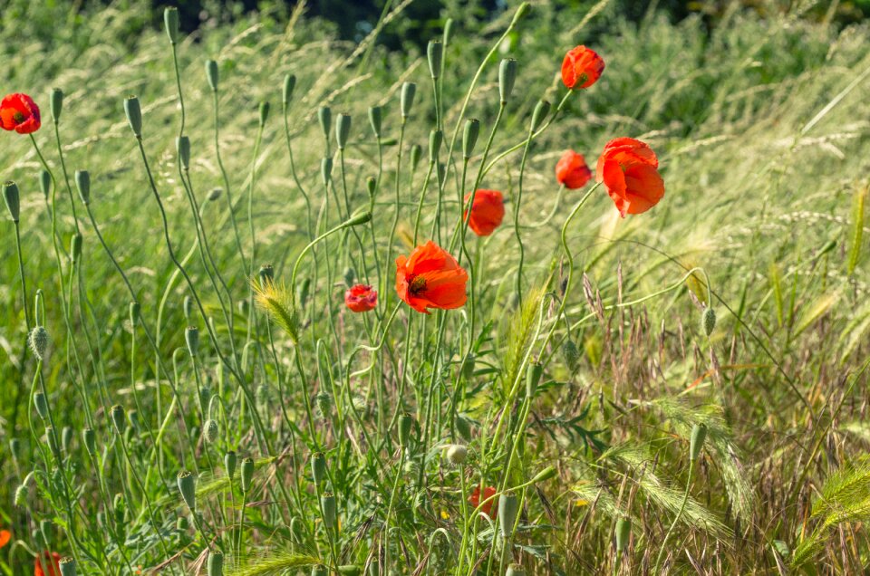 Flowers nature grass photo