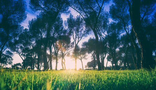 Lawn sunrise morning photo