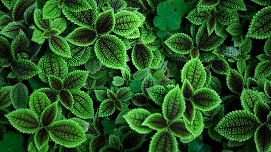 Spring floral fauna