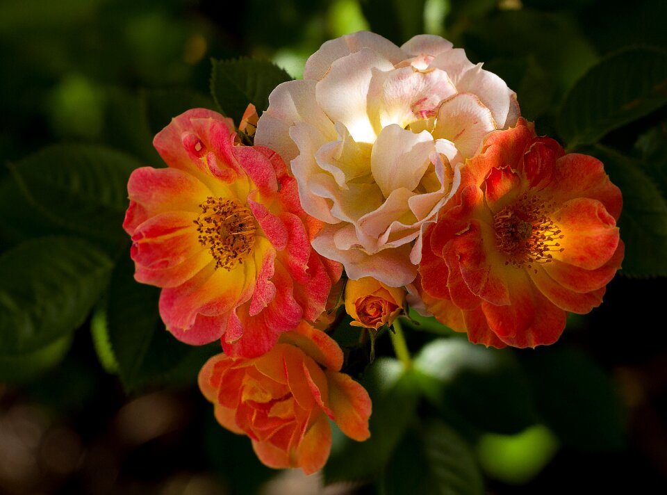 Blossom bloom red rose