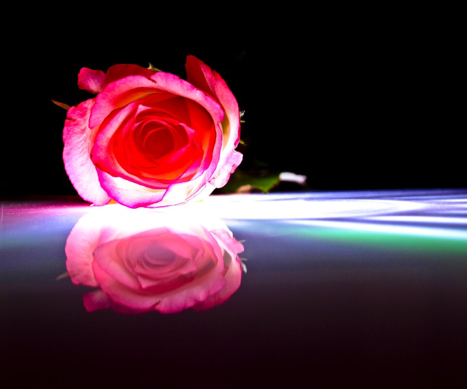 Flower blossom bloom