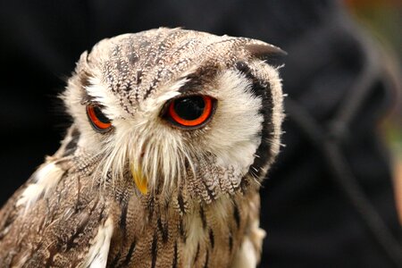 Raptor bird of prey wild bird photo