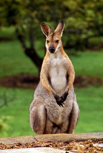 Queensland marsupial wild