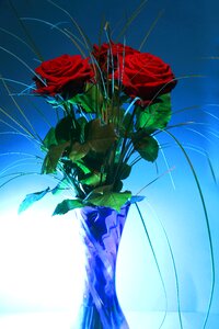 Light backlighting pink rose