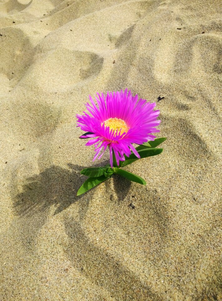 Pink solitary nature