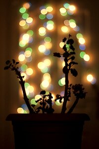 Light coloring geranium silhouette
