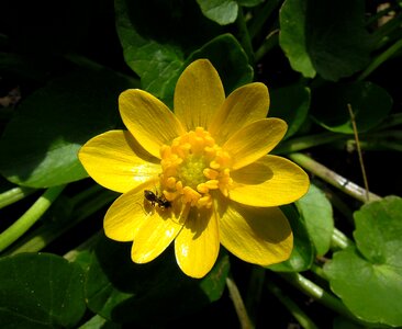 Yellow flower yellow spring flower