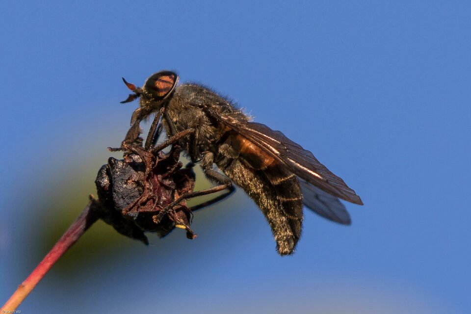 Wing animals nature
