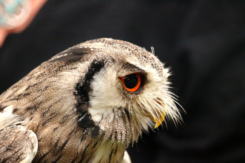 Raptor bird of prey wild bird