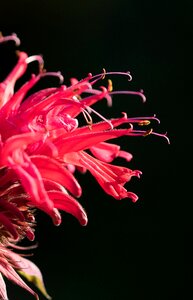 Bloom garden red