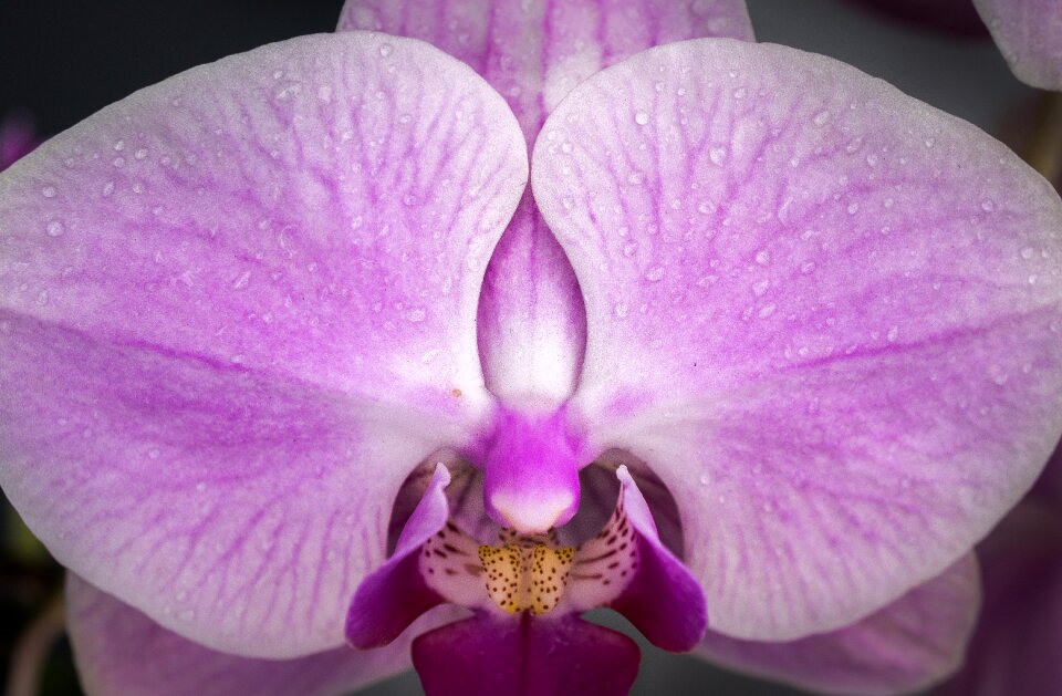 Garden orchid beautiful
