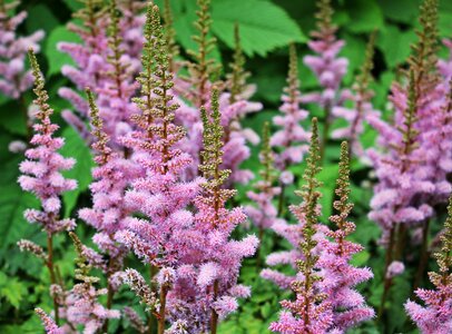 Purple violet pink photo