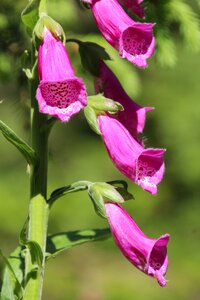 Poisonous plant flower toxic