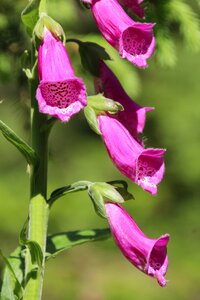 Poisonous plant flower toxic photo