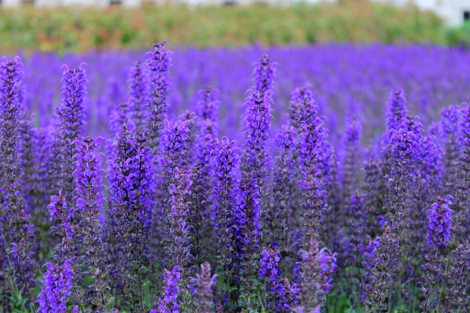 Park plant garden