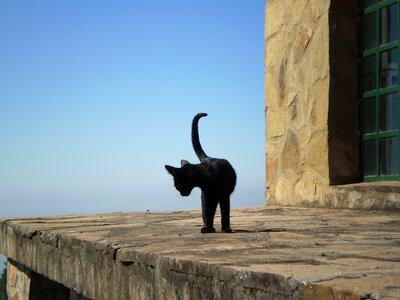 Black cat feline observing