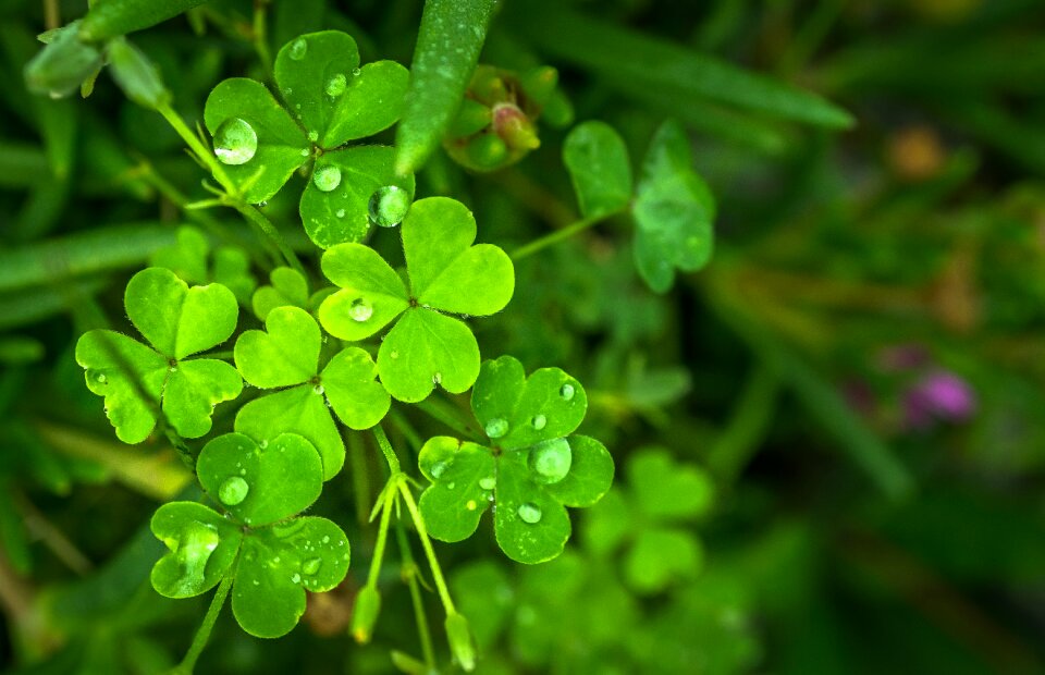 Abstract plants trickle