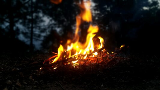 Flame forest hot photo