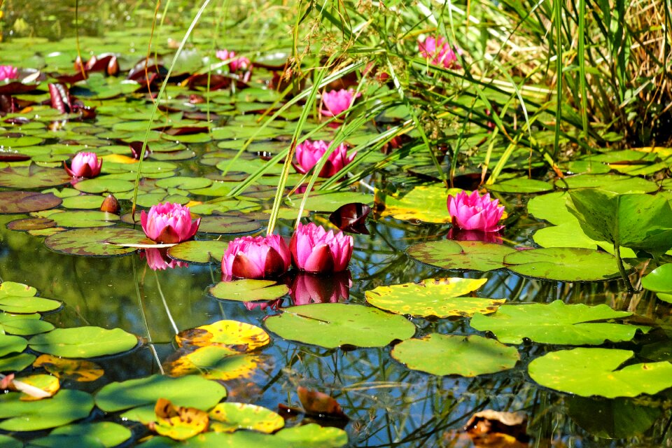 Blossom bloom nature