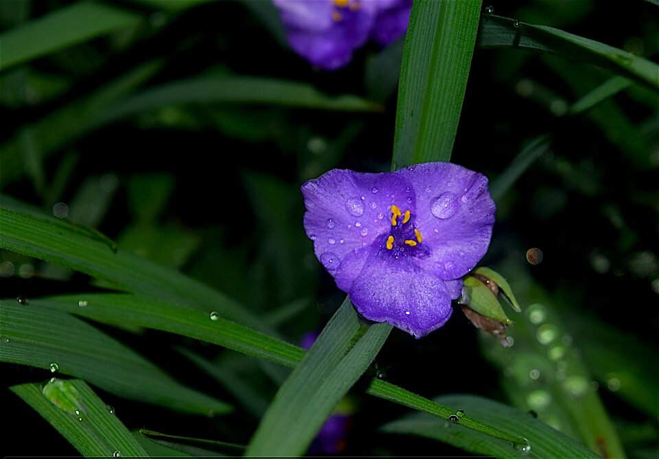 Green garden purple