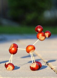 Chestnut animal chestnut toothpick