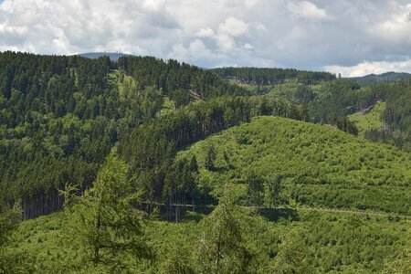 Survey forest clouds