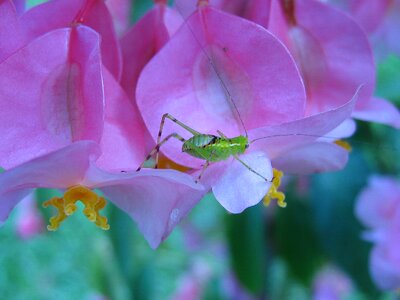 Bug insect micro