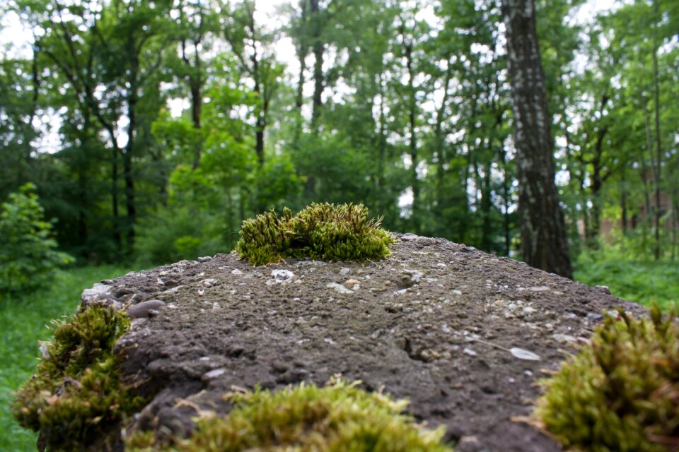 Stone macro nature