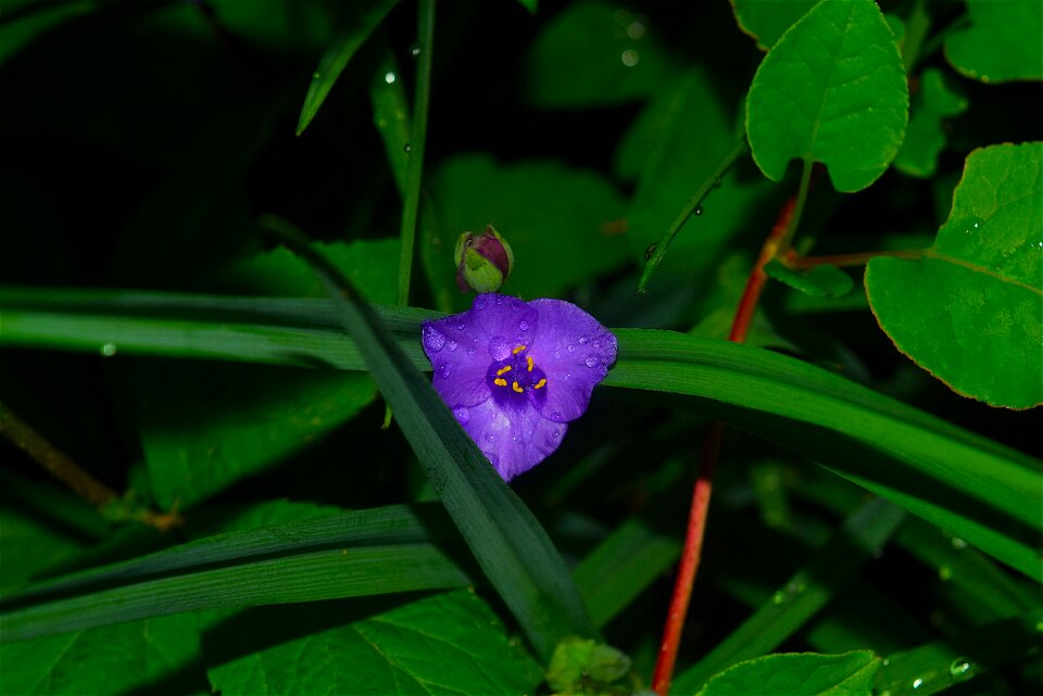Green garden purple