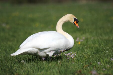Animal swan bird photo