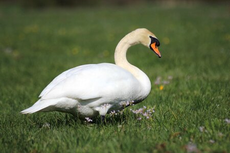 Animal swan bird