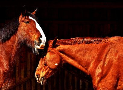 Shire horse animals two