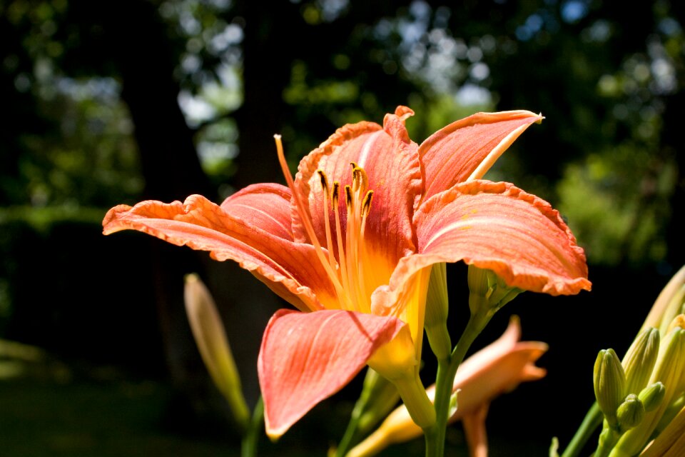 Garden nature orange
