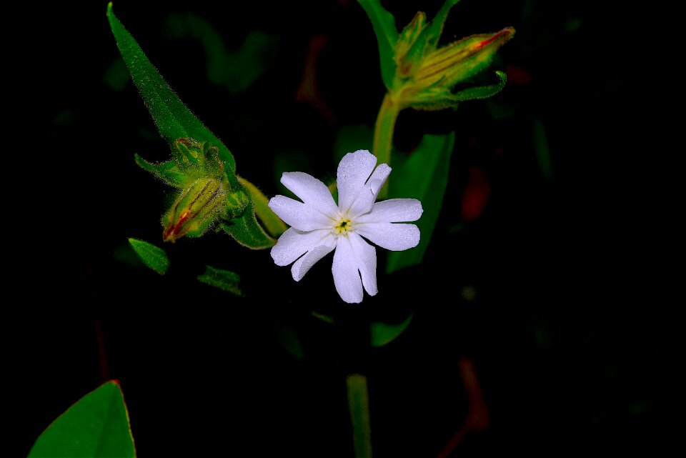 Green garden white
