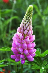 Spring botany flora