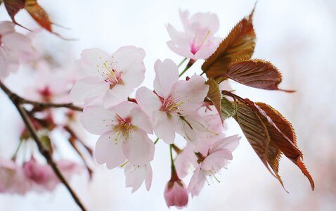Ornamental cherry tree spring