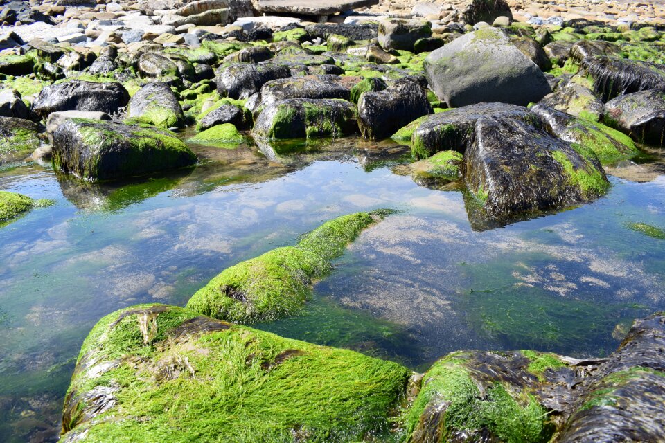 Stone seaweed seashore