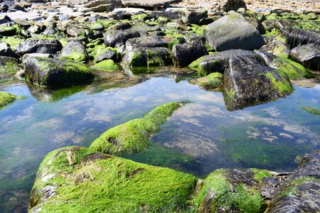Stone seaweed seashore photo