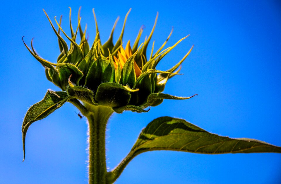 Macro blue sunflowers