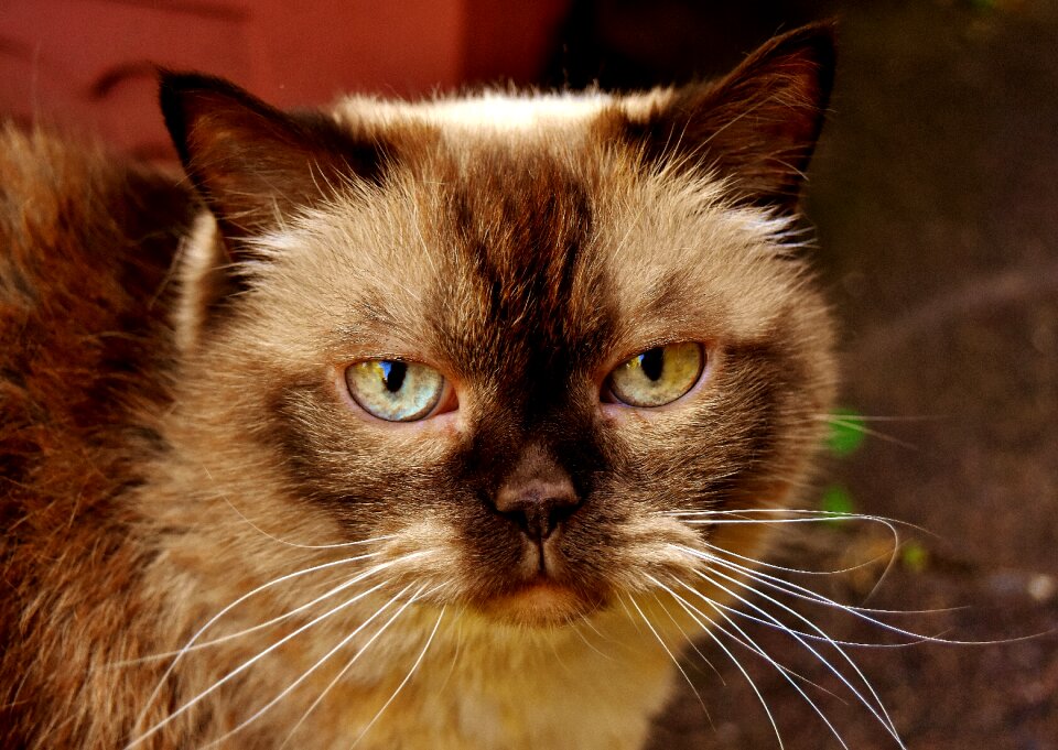 Mieze domestic cat fur