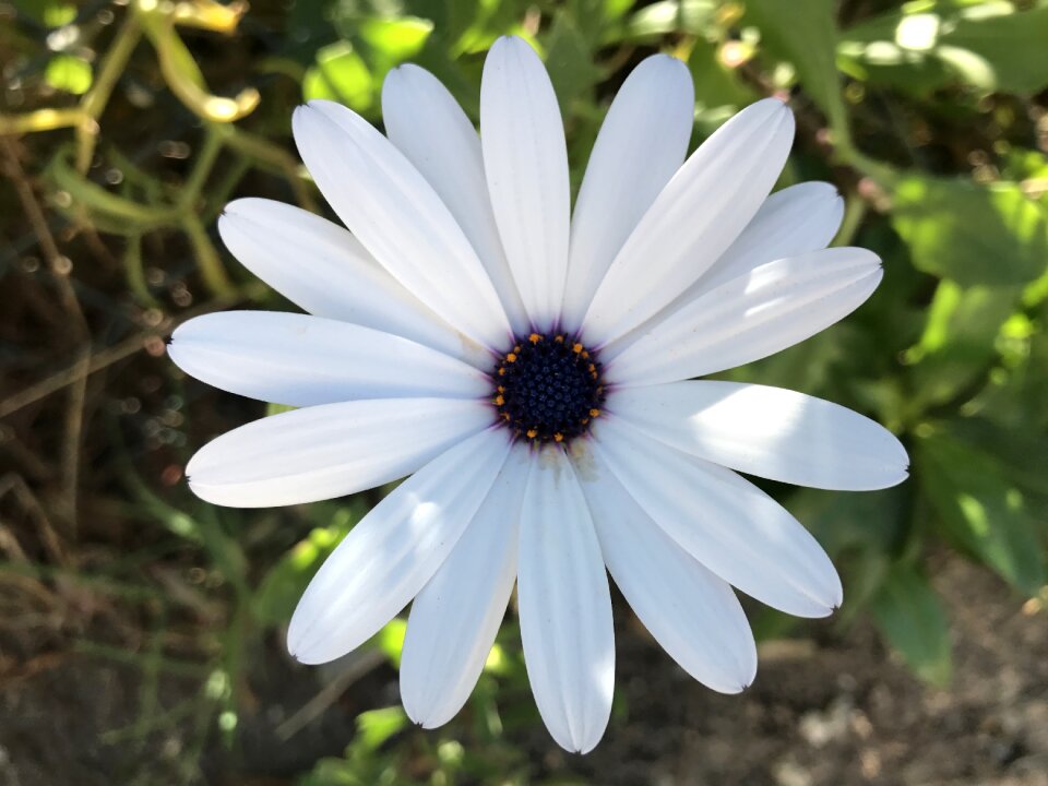 Nature plant flowers