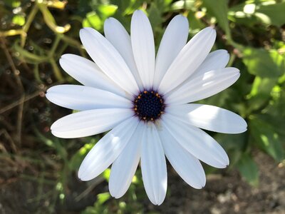 Nature plant flowers photo