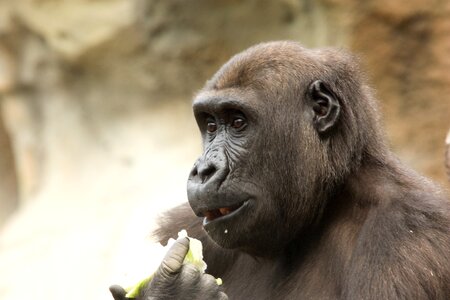 Ape feeding tiergarten